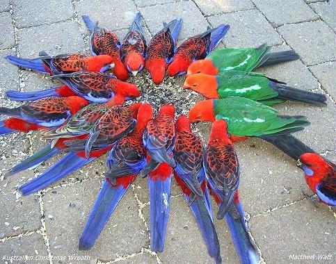 birdwreath